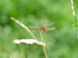 red dragonfly in wildlife