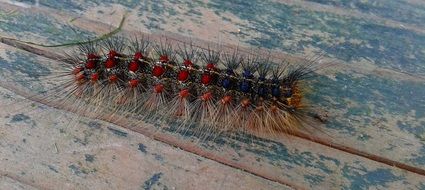 Caterpillar Wood