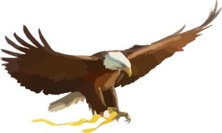 drawing bald eagle