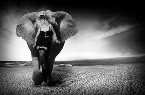 black and white photo of an elephant on the beach