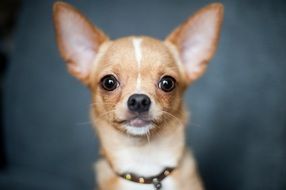 chihuahua portrait on dark blue background