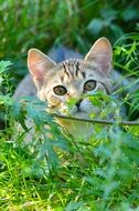hiding domestic cat