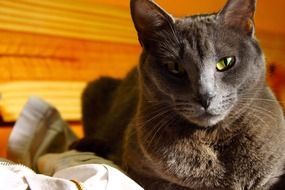resting grey cat