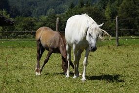 young foal and mare
