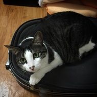 black and white striped cat with round eyes