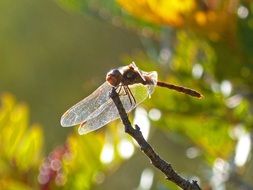 libellulidae on the twig