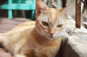 White and orange cat