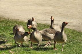 flock of grey geese