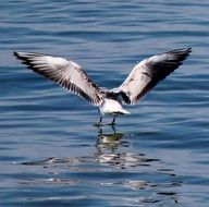 Water Bird is on a lake