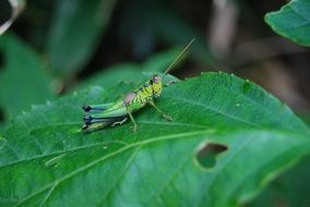 Grasshopper Bug