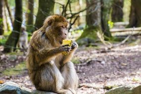 Monkey Eats Pineapple