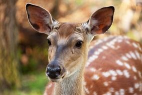 female Fallow Deer looking straight