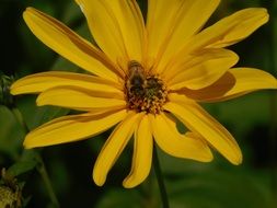closeup picture of honey bee in yellow flower