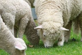 grazing sheep in New Zealand