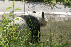 Panda Animal
