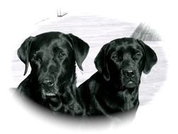 two Black Labradors
