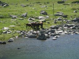 wild horses on a pasture by the mountain river