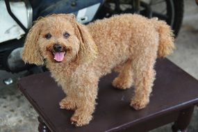 puppy standing on a chair