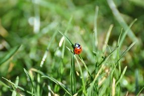 ladybug on the green grass in spring