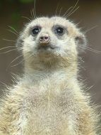 portrait of a cate meerkat