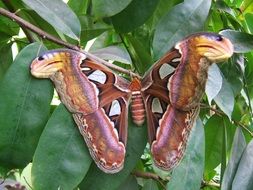 Beautiful and colorful patterned butterfly on the leaf