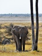 gray elephant near the tree