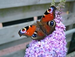 peacock butterfly on fragrant purple lilac