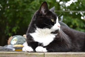 Black White Domestic cat