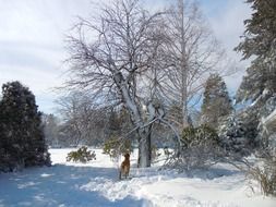 golden retriever near a tree in the snow