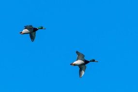 Mallard Ducks Flight in the blue sky