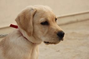 white Labrador looking Sad