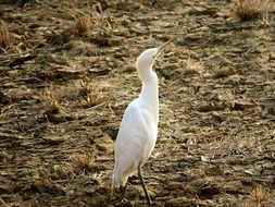 white heron looking up