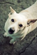 white Dog Animal looking upwards