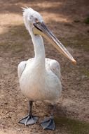 White pelican on ground