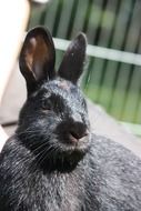 gray rabbit