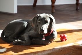 young weimaraner dog