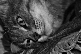 Black and white photo of the cute beautiful lying cat