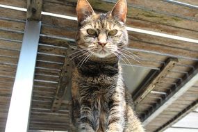 tabby cat under wooden flooring