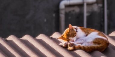 Cat sleep on the roof in a blurred background