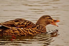 duck with bread in its beak on the water