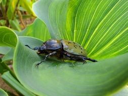 large beetle on the green leaf