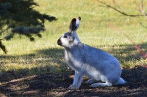 grey hare in wild