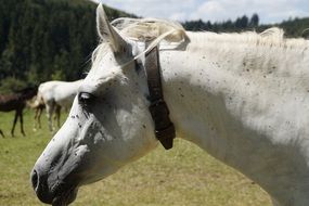 profile portrait of a white horse