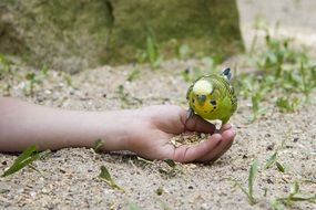 Budgie Bird sits on childâs Hand with grain
