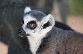 Lemur Mammal