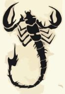 Scorpion Bug Insect Animal