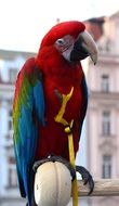 colored macaw parrot in prague