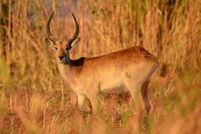 antelope among dry grass in africa