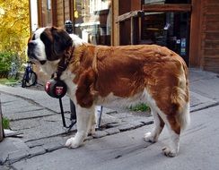 St Bernard doggie