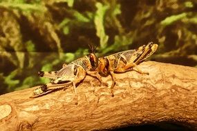 two locusts on a tree trunk